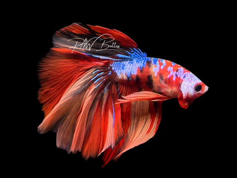 Galaxy Halfmoon Male Betta | M3093