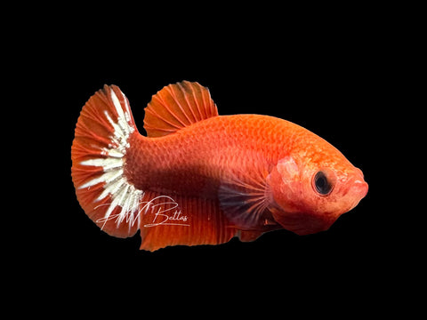 Hellgirl HMPK Female Betta | F2310