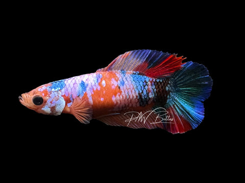 Candy DTPK Female Betta | LF2
