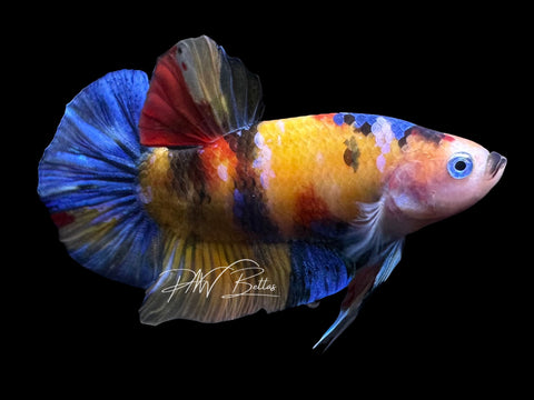 Marble HMPK Male Betta | M2828