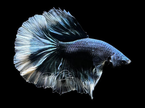 Blue Butterfly Halfmoon Male Betta | M2791
