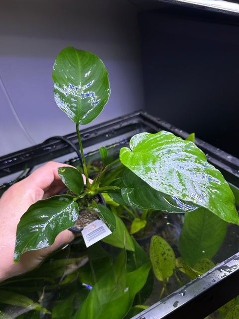 Anubias barteri | Potted