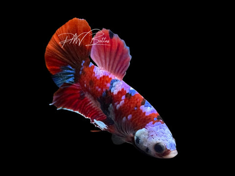 Red Galaxy HMPK Male Betta | M3078