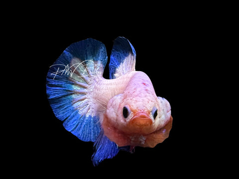 Fancy Rim HMPK Male Betta | M2565