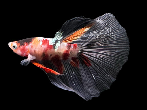 Marble HM Male Betta | LM14