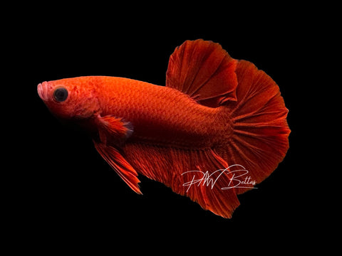 Red HMPK Male Betta | M3042