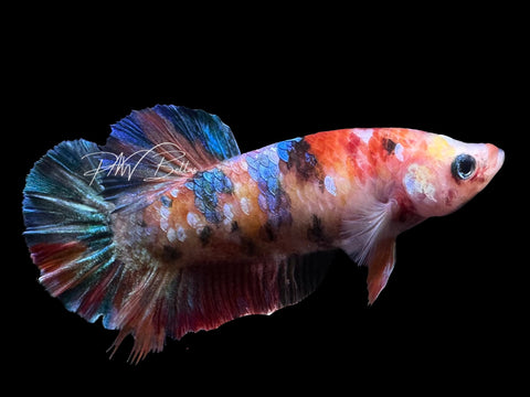 Koi HMPK Female Betta | F2806