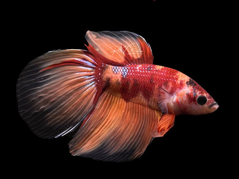 Nemo VT Male Betta | M2586