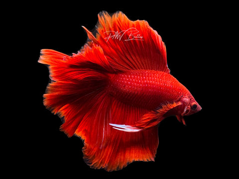 Super Red DTHM Male Betta | M2461