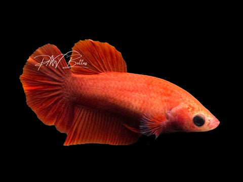 Red HMPK Female Betta | F2308