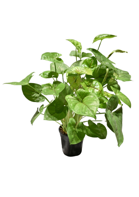 Syngonium Assorted 4”