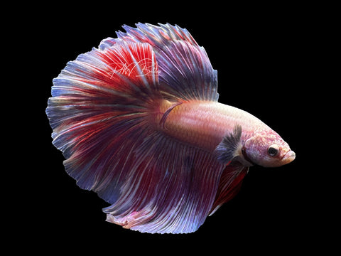 Lavender HM Male Betta | M2408
