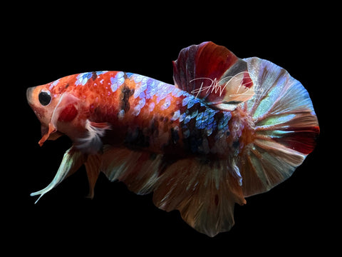 Marble Galaxy HMPK Male Betta | M2556