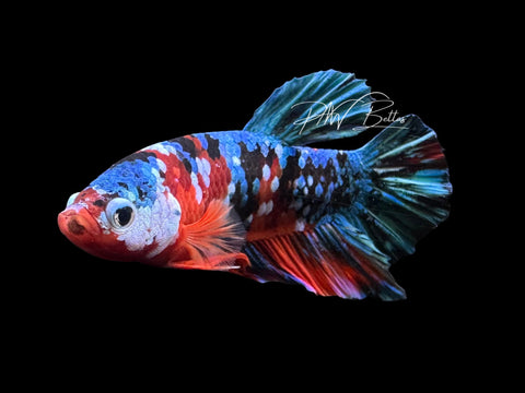 Galaxy HMPK Male Betta | M4029