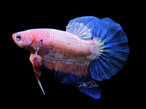 Fancy Rim HMPK Male Betta | M2578