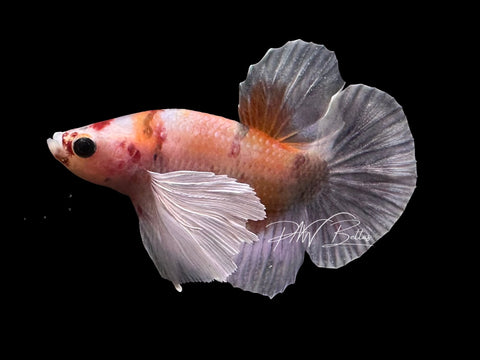 Dumbo Marble HMPK Male Betta | M2307