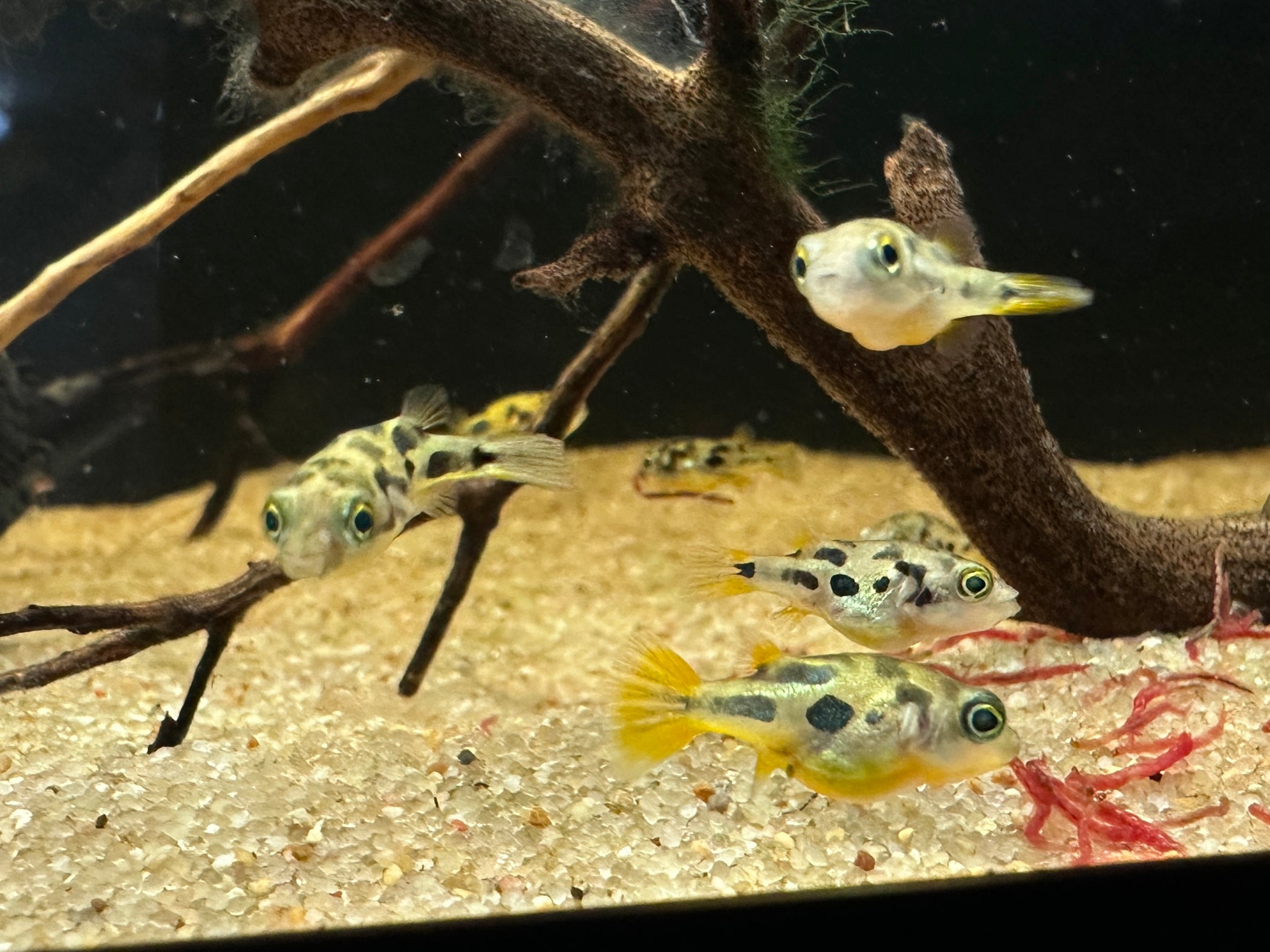 Freshwater Fish – PNW Bettas