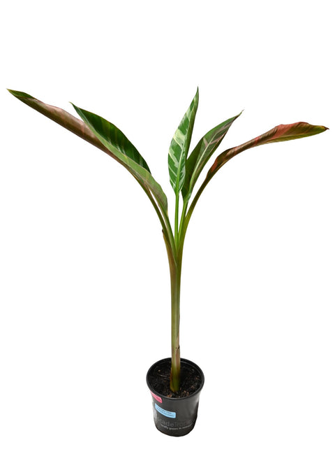 Musa Nono Pink Banana Plant 4”