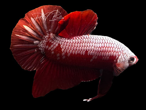 Samurai HMPK Male Betta | M4008