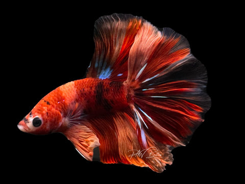Nemo HM Male Betta | M2603