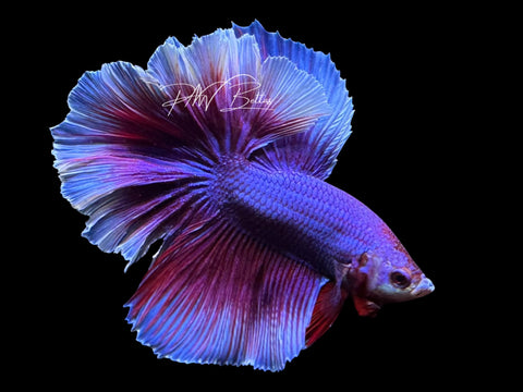 Salamander Halfmoon Male Betta | M2786