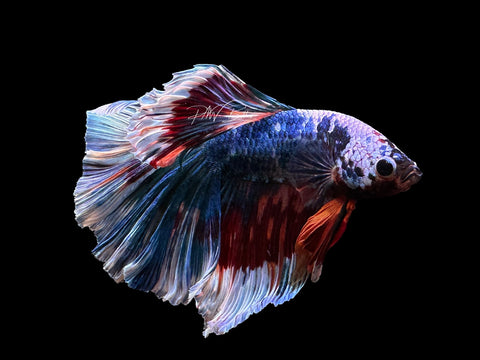 Marble HM Male Betta | M279
