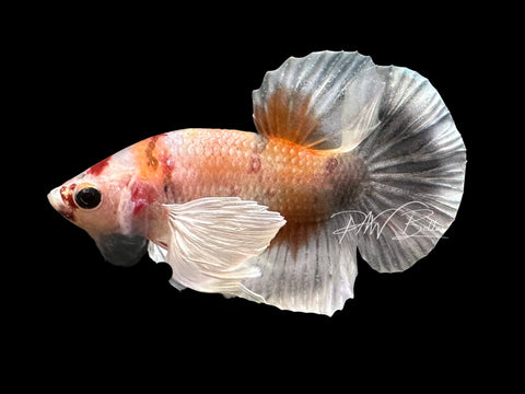 Dumbo Marble HMPK Male Betta | M2307