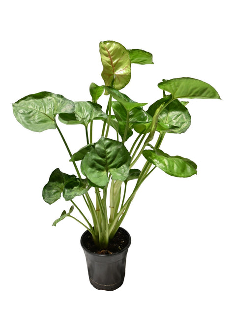 Syngonium Assorted 4”