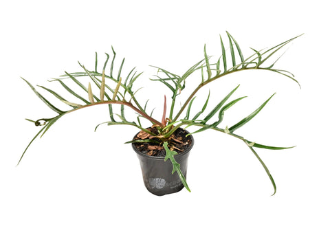 Philodendron Tortum 4”