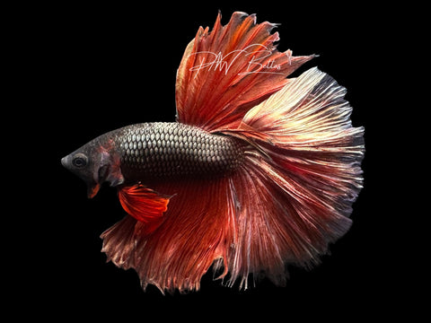Red Copper Halfmoon Male Betta | M3079