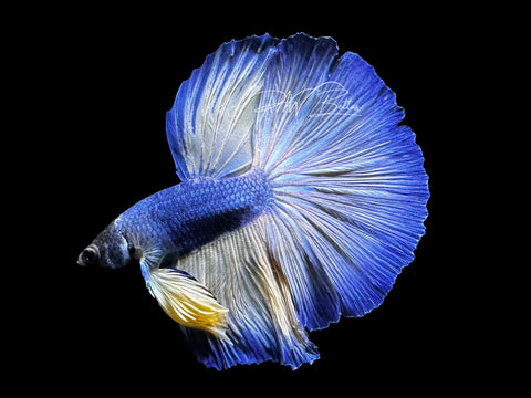 Mustard Halfmoon Male Betta | LM5