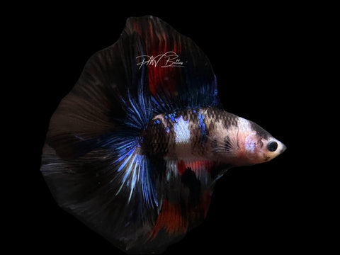 Koi DTHM Male Betta | M2607