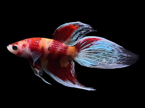 Nemo Candy Veiltail Male Betta | M2873