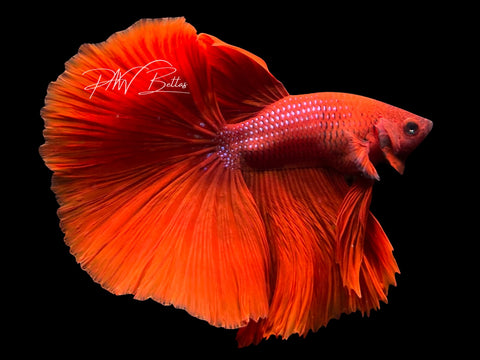 Red Halfmoon Male Betta | M3091