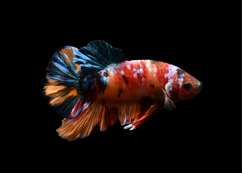 Candy HMPK Male Betta | 5209