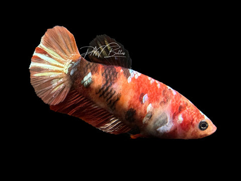 Nemo Copper Plakat Female Betta | F1463