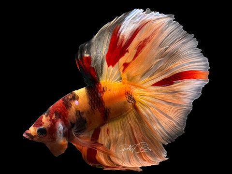Nemo HM Male Betta | M2589