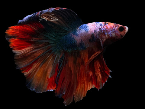 Marble HM Male Betta | M2609