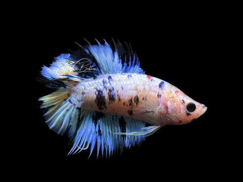 RARE Blue Marble DTCTPK Male Betta | M2585
