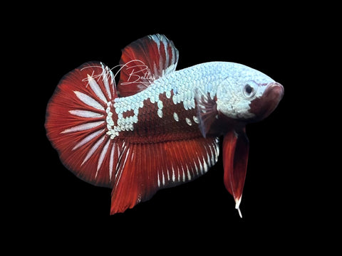 Samurai HMPK Male Betta | M4031