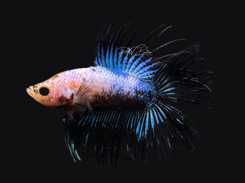 RARE DTCT Male Betta | M2599