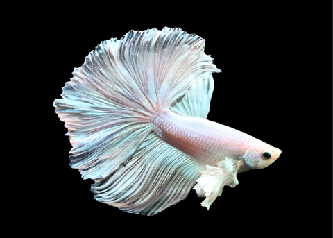 Platinum Dumbo Halfmoon Male Betta | 5212