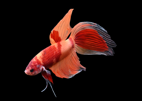Nemo Veiltail Male Betta | 5262
