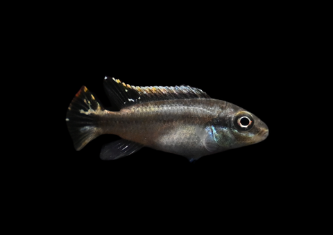 Kribensis | Pelvicachromis pulcher