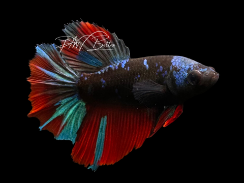 Avatar Halfmoon Female Betta | F2320