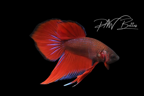 Red Splendens Hybrid Male | Franks Bettas Wild Type | FW114