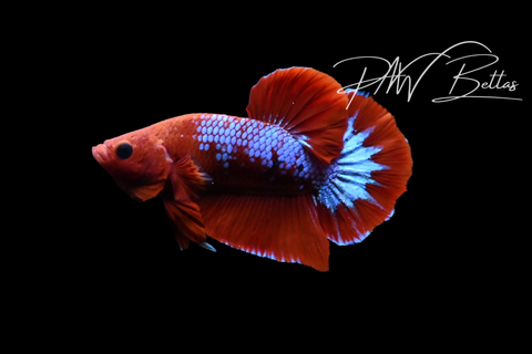 Hellboy HMPK Male Betta | M5102