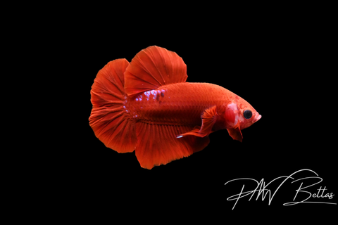 Red Fancy HMPK Male Betta | 5133