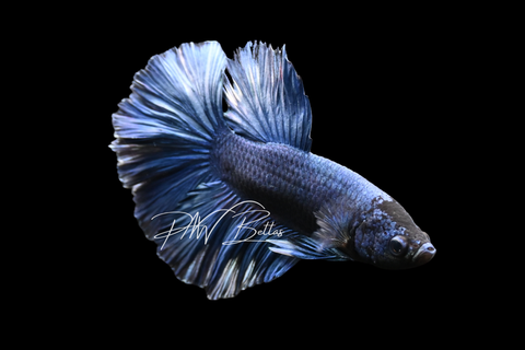 Blue Halfmoon Male Betta | M4152