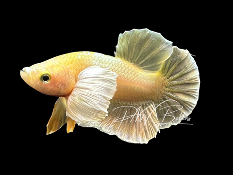 Gold Dumbo HMPK Male Betta | M3030